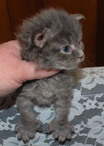 Male 1. Blue Tabby. poly
