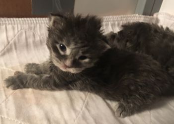 Blue Tabby Female.  On hold for Nebraskcoons
