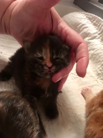 Female.  Brown Patched Tabby
