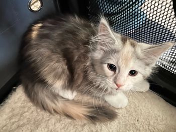 Stella. 11 weeks. Female. Silver torbie and white. $1800
