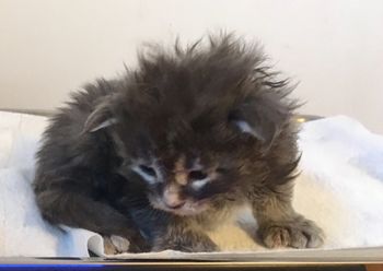 Blue Tabby Female.  On hold for Nebraskcoons
