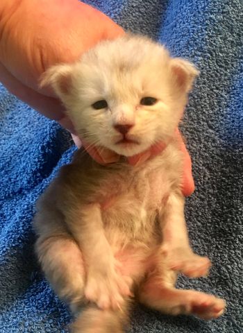 Blue Silver Tabby.  boy.  Under breeder evaluation
