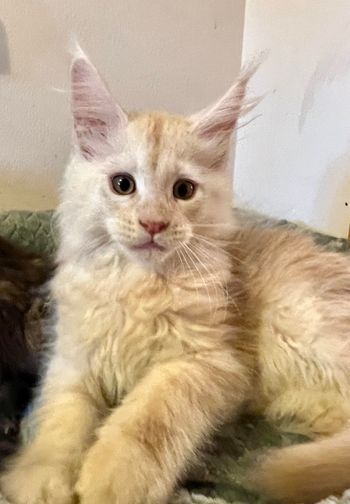 RESERVED for Melissa B. Reno. $1900. Male. Red silver tabby
