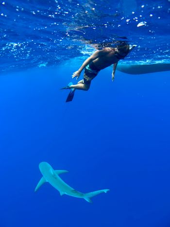 Swimming with sharks in Oahu
