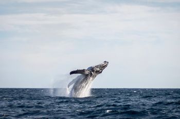 Breaching Humpback in, Baja
