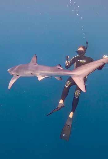 Diving with Blue sharks in Baja
