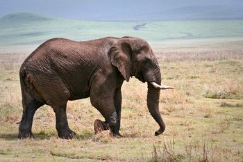 On Safari in Ngorongoro Crater Tanzania, Africa
