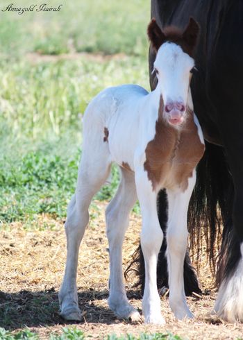 New born; curling her lip after nursing
