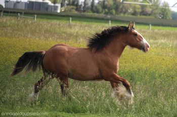 Yearling photo - June 8, 2024
