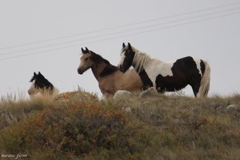 Yearlings ~ Hat Trick, Lavender (Morgan) and Goliath
