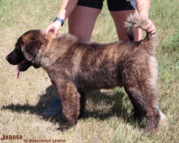 4 months old - 52.5 pounds
