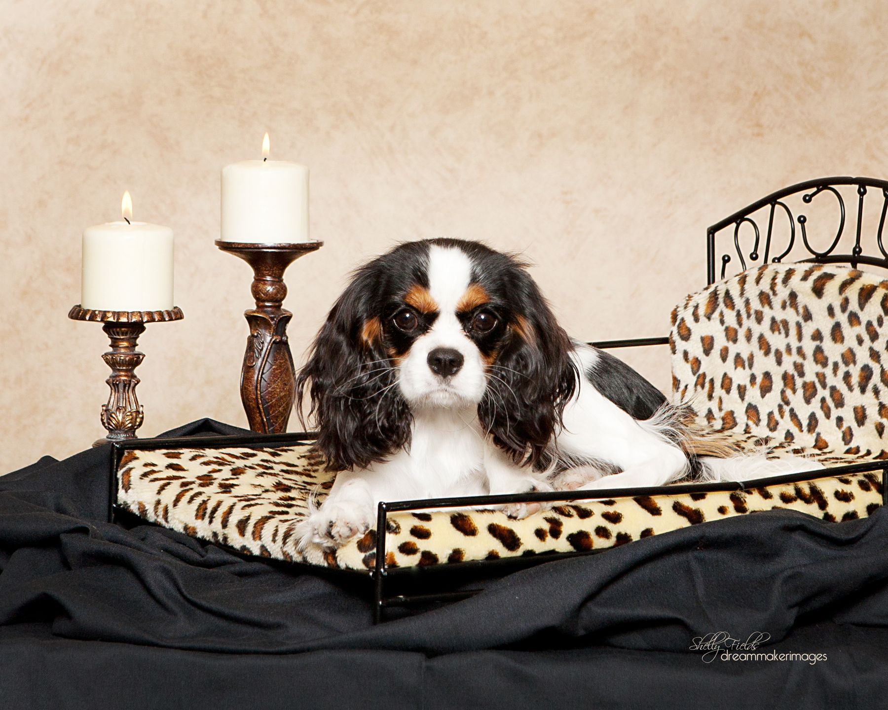 Sylvan creek hot sale cavaliers