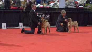 CHARLIE BOB WINNER AT PURINA NATIONALS 2012 .. Handler, Will Alexander
