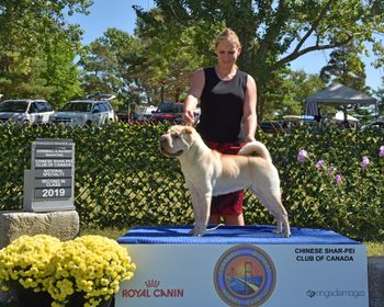 Naughty of Rich In Rolls Gold King Fire. Canadian nationals 2019.  Professional handler, Emily Burdon  
