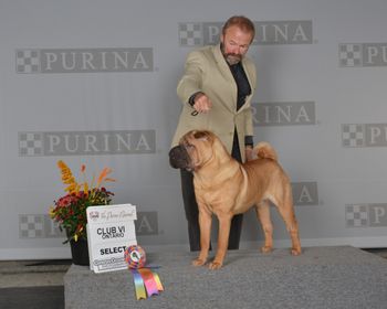 Corleone goes Select Dog at the Club VI Specialty during the Purina Nationals.  Special thanks to PH Peter Scott
