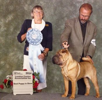 Corleone goes BEST PUPPY IN SHOW under Esteemed Judge Mrs. Letitia Bett, July 2014 (6 months old)  Handler, Peter Scott
