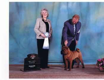 Caviar with PH Peter Scott. BEST PUPPY IN GROUP Forest City dog show, 2012
