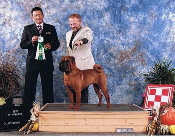 GCH Jade East Caviar at Rich in Rolls .. BOS Elgin/London show, September 2013 .. "Caviar" Thank you handler, Peter Scott
