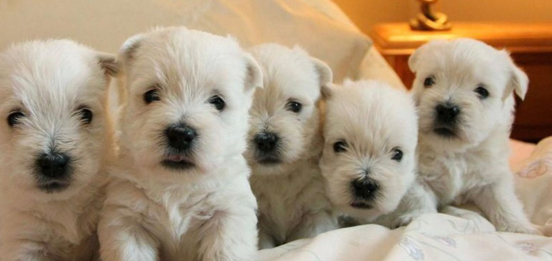 are west highland white terrier dogs hypoallergenic