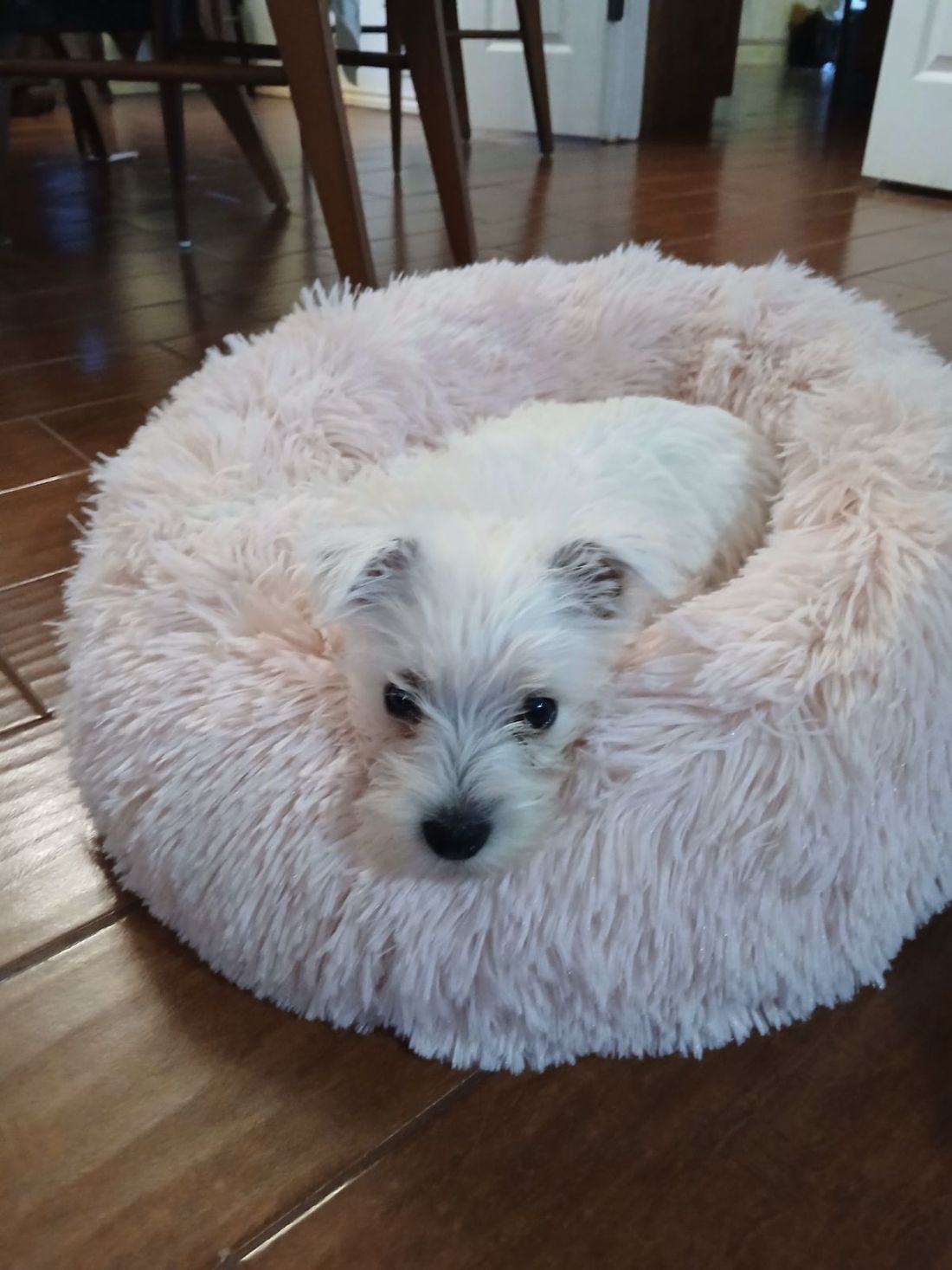 Sally’s new bed. We just love our new puppy from Westies R Us.
