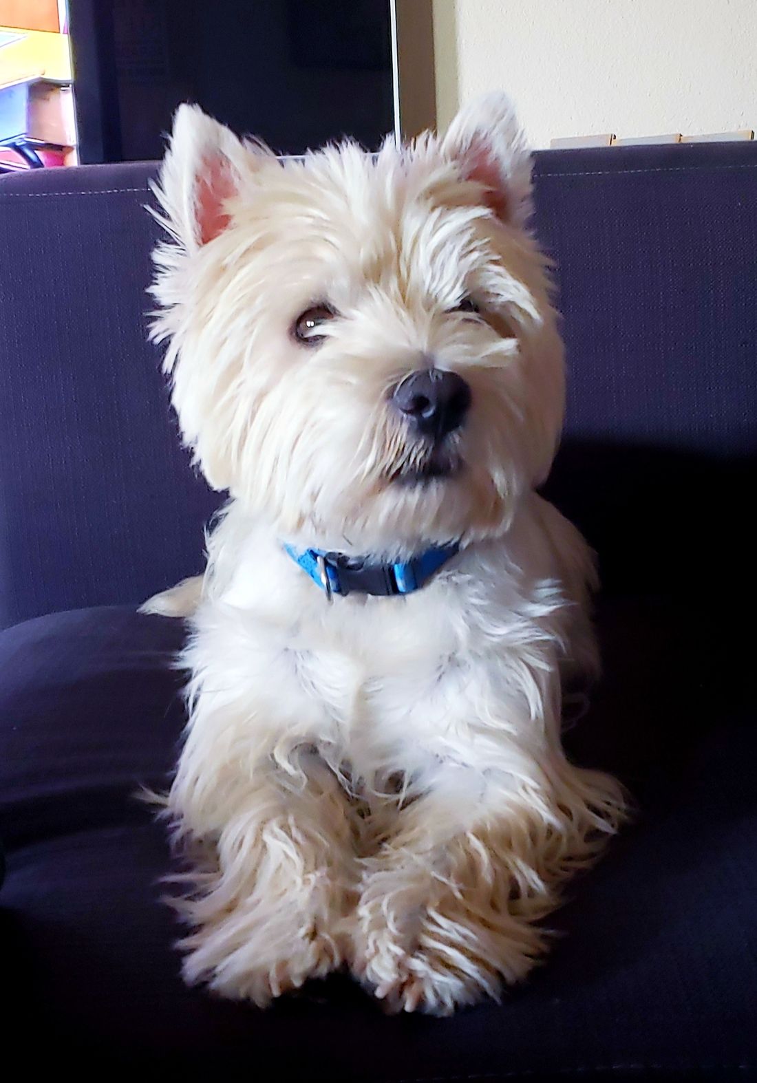 Westie terrier deals for sale