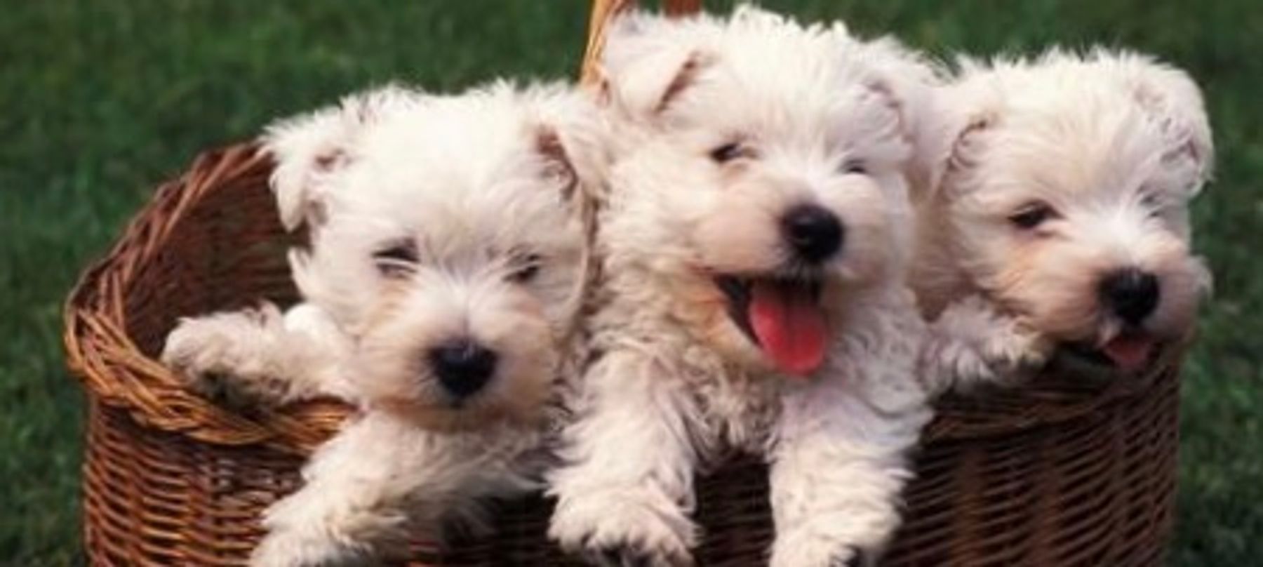 Adult westies best sale for sale