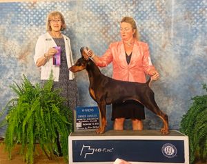 Coral's first two AKC points from Bred By!