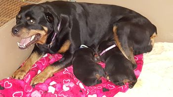 Lilas and her babies
