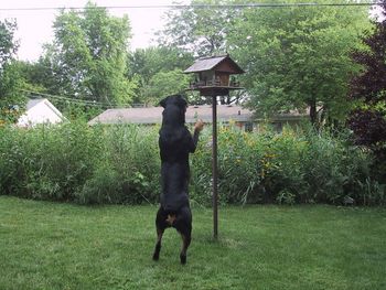 River doing a little "bird-watching".
