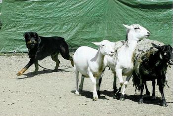 CT Imzadie's Anakin The Skys The Limit UD TDX VST AX AXJ RE VCD3 turning the sheep and showing very strong "eye". Note the intensity of his gaze. Anakin is out of a Jem daughter, (CH CT Phantom Wood Catrina Imzadie, UDX6, TDX, VST, NA, NAJ, RE) and a Jem grandson (CH Dugan von Boylan, TD). Anakin is also the sire of my J litter and is owned by Marilyn Blenz.
