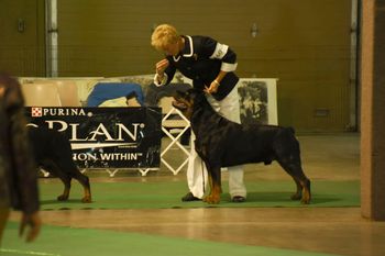 River went on to make the cut in a very large Best of Breed class.
