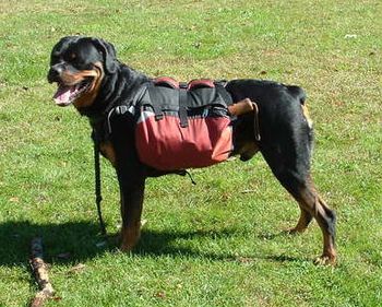 Phantom Wood Handsome Barrett, CGC all decked out and ready to go with his backpack for his walk/jog with owner Diane Campos. Diane says he loves his backpack and can't wait to get out and get moving!
