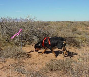 Phantom Wood Hendrix, TDX, RN, HIC, CGC, shown tracking in the very difficult terrain of New Mexico. Jimi is owned by Michele Mauldin.
