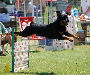 Phantom Wood Highlander, NA (AKC major-pointed) "Duncan" flying over the high jump. Duncan is owned by Sheila Dietz of North Dakota.
