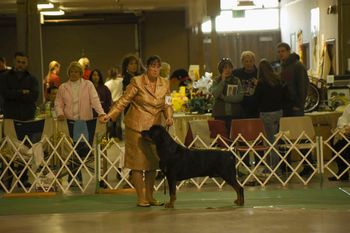 CH Phantom Wood Indian River TDX being shown in Best of Breed by handler Kim McDowell. River is owned by Brad Pinter.
