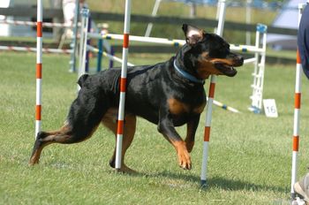 Mace weaving like a Border Collie!
