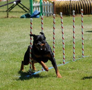 Duncan blasting through the weave poles!
