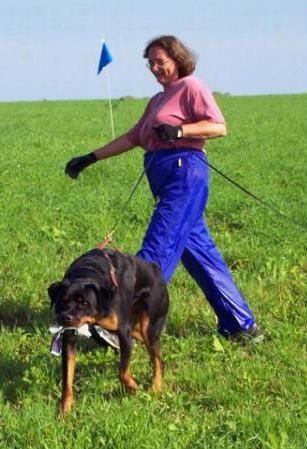 ARCH Phantom Wood Hyperion, RE, TD, OA, AXJ, RL1X, RL2 (Mace) proudly carrying his glove after earning his TD with owner Brenda Finnicum.
