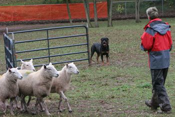 Stetson and Amanda - I think those sheep know exactly where that Rottweiler is!!
