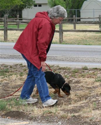 Phantom Wood Just m'Jammies, learning to track with owner Michele Mauldin. Jammie is only about 3 months old on this picture, and look what a deep nose she has!
