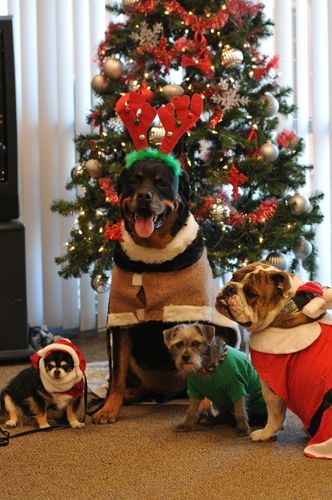 Jimi and friends by the tree. They are all therapy dogs, Jimi is owned by Michele Mauldin.
