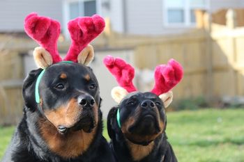 Stryker and Jet looking sweet for Santa. Owned by Kathi Yackley.
