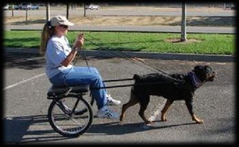 Sandy and Bubbie going for a ride....
