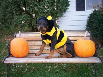 Phantom Wood Lord Have Mercy aka Noel posing in her busy bee costume - owner Carmen Hurley says Noel is a very busy Rottweiler puppy and loves to do anything she is asked to do.
