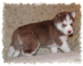 Toby is our new mahogany, green-eyed, AKC-registered boy from Kentucky.
