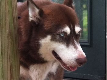 Glory passed at 13 years in 2019.
