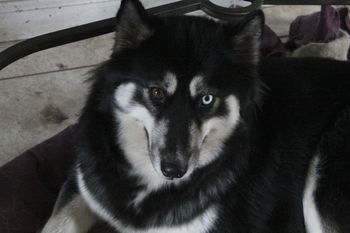 Ashley has 21 champions in 8 generations. She is AKC.
