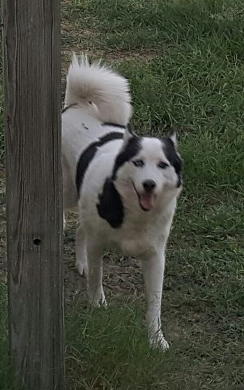 Chelsie passed at 13 in 2019.
