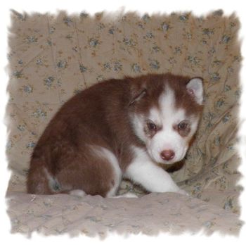 Toby is a very sweet boy; he is the sweetest of all our boys.
