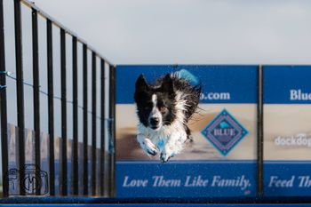 Dockdogs July 2017
